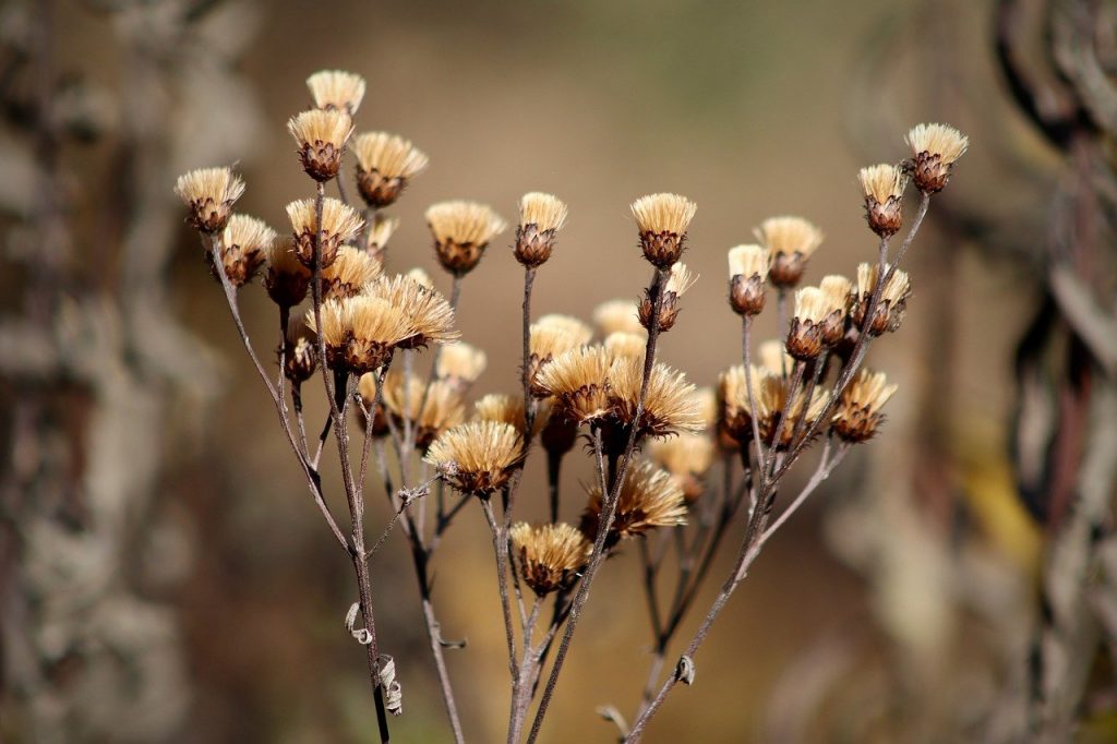 dried flowers, dried up, dried-7570194.jpg